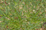 Asian shortstem sedge